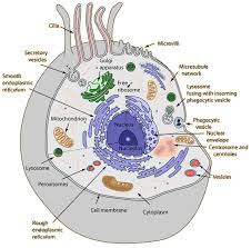 Animal cells are prokaryotic or eukaryotic. Biology Genius Prokaryote And Eukaryote Cells Genius