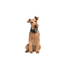 Or if you just brought home a brand new little pup, this page is for you too. Airedale Terrier Puppies Petland Grove City Oh