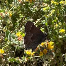 Image result for Satyrium macrophyllum