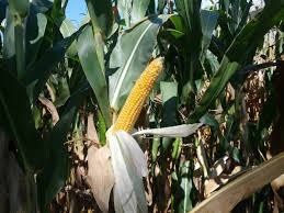 Why do farmers leave dying corn in fields?