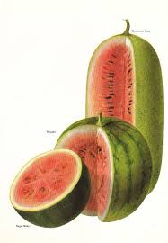 Vintage 1960s Watermelon Color Illustration Book Page To Frame Fruit Wall Art Vegetable Illustration Watermelon Illustration