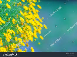 Image result for Dyssodia tenuiloba