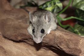 Just like a newborn baby, baby mice cannot eat solid food. How Fast Do Mice Multiply In Your Home Preventive Pest Control