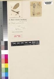 Image result for Ceropegia arenarioides