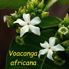 Image result for Voacanga