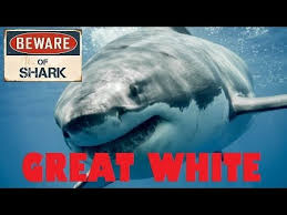 New Shark Movie Great White Set For Release In 2021 Youtube