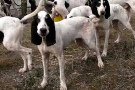 Image result for malý modrý gaskoňský honič