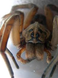 Average 3 to 4 inches long. Carolina Wolf Spider Macro By Nightshyfter On Deviantart Wolf Spider Insects Spider