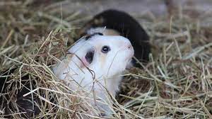 In dieser seite findet ihr keine tiere aber wenn ihr auf ´´tiere zu hause`` geht nicht drauf drücken, es werden anhänge drauf seien da bitte. Bmel Haus Und Zootiere Online Portal Welches Haustier Passt Zu Mir