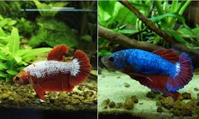 Blue green marble hmpk erkek betta. Did You Know About Marble Bettas General Discussion Flight Rising