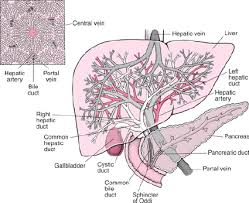 An accessory digestion gland, the liver performs a wide range of functions, such as synthesis of bile, glycogen storage and clotting factor production. Liver Internal Structure Courtesy Of Merck 12 Download Scientific Diagram