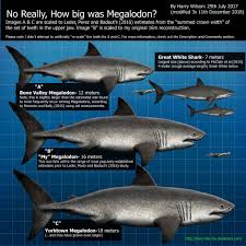 The megalodon is an extinct species of shark that lived during the early miocene period. Megalodon Size Part 2 By Harry The Fox Megalodon Shark Pictures Prehistoric Animals