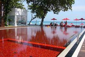 Your guide to trusted bbb ratings, customer reviews and bbb accredited businesses. The World S 18 Strangest Pools