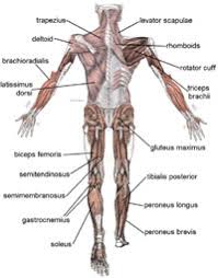 Human leg muscles diagram leg muscle chart gosutalentrankco. Fun Muscle Facts For Kids Interesting Information About Human Muscles