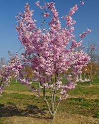 Image result for Prunus
