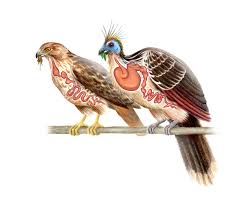Birds That Start With Red A False Red Start Red Tailed Hawk Creature Design Bird Calls
