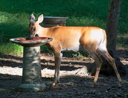 Maybe you would like to learn more about one of these? Want To Keep The Deer Out Of Your Garden Here S What Works The Washington Post