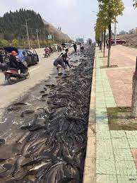 Fish Rain In Thailand Later Day Manner Pictures Of Beautiful Places Photo Thailand