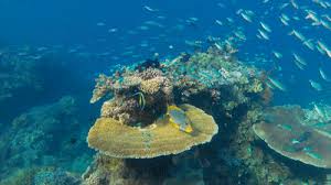 Hurghada Excursions Enjoy The Natural Life In Hurghada Making Snorkeling Safari Aqua Park Submarine Tours All That And Ocean Gif Underwater Life Shadow Art