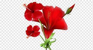 Maybe you would like to learn more about one of these? Rosela Png Pngwing