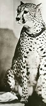 May 19, 2014 · josephine baker with her pet cheetah, chiquita. Chiquita Friends Comic Vine