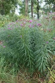 Image result for Vernonia schlechteri