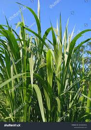 Image result for Cenchrus purpureus