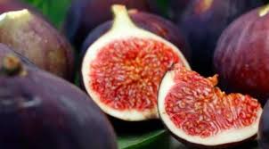 Rabbits can't tolerate foods like bread, rice, chips, or chocolate for instance. Can Rabbits Eat Figs And Their Leaves Pet Care Advisors