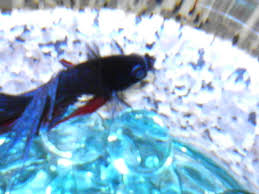 My wild betta bloodlines are renowned throughout the. Popeye Fish Care