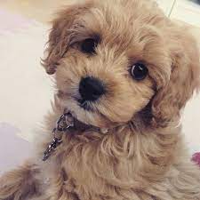Cavapoochon Puppy Cute Baby Animals Cute Dogs Poochon Dog