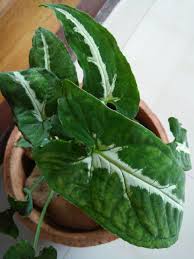 Syngonium Weindlandi House Plants Indoor Tropical House Plants Philodendron Plant