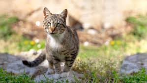 Down Syndrome Like Symptoms In Cats Purina