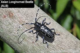 Black And Yellow Longhorn Beetle Poisonous Asian Longhorned Beetle Alb Confirmed In South Carolina Bygl