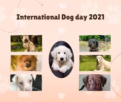 National dog day is a holiday that's observed on the 26th of august every year and helps people recognize the importance of dogs and how they impact our lives on a personal basis. Y08vlallq2pp1m
