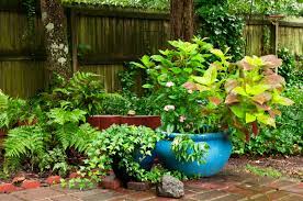 Stauden, gräser, farne und küchenkräut Farn Im Garten Richtig Pflanzen Und Pflegen