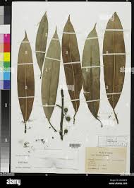 Image result for Ficus barteri