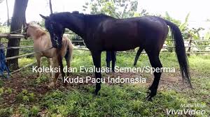 Kisah kasih manusia dan anjing lokadataid, 25/09/2019. Koleksi Dan Evaluasi Semen Sperma Kuda Pacu Indonesia Youtube