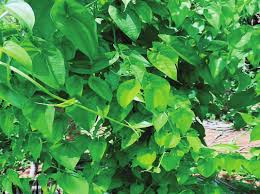 Image result for Dioscorea minutiflora