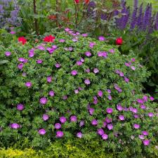 Image result for Geranium sanguineum Max Frei