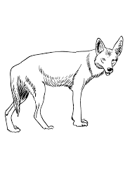 Collection of coyote pictures to color (47) baby coyote coloring pages coyote looney tunes coloring page Drawing Of Coyote Coloring Page