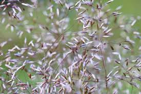 Image result for Agrostis taylorii