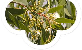 Image result for Eucalyptus citriodora