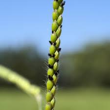 Image result for Urochloa