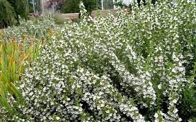 Pin Auf Samen Bestellen