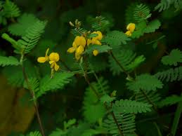 Image result for Smithia