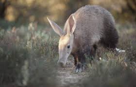 Samara Private Game Reserve Karoo Sudafrika Wildgehege Seltene Tiere Und Touren