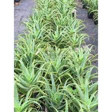 Image result for Aloe arborescens × inyangensis