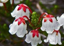 White Mountain Heather Cassiope Mertensiana Flowers Beautiful Flowers Flower Pots