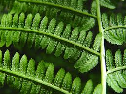 Image result for Athyrium