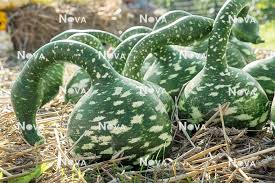 Image result for Lagenaria siceraria